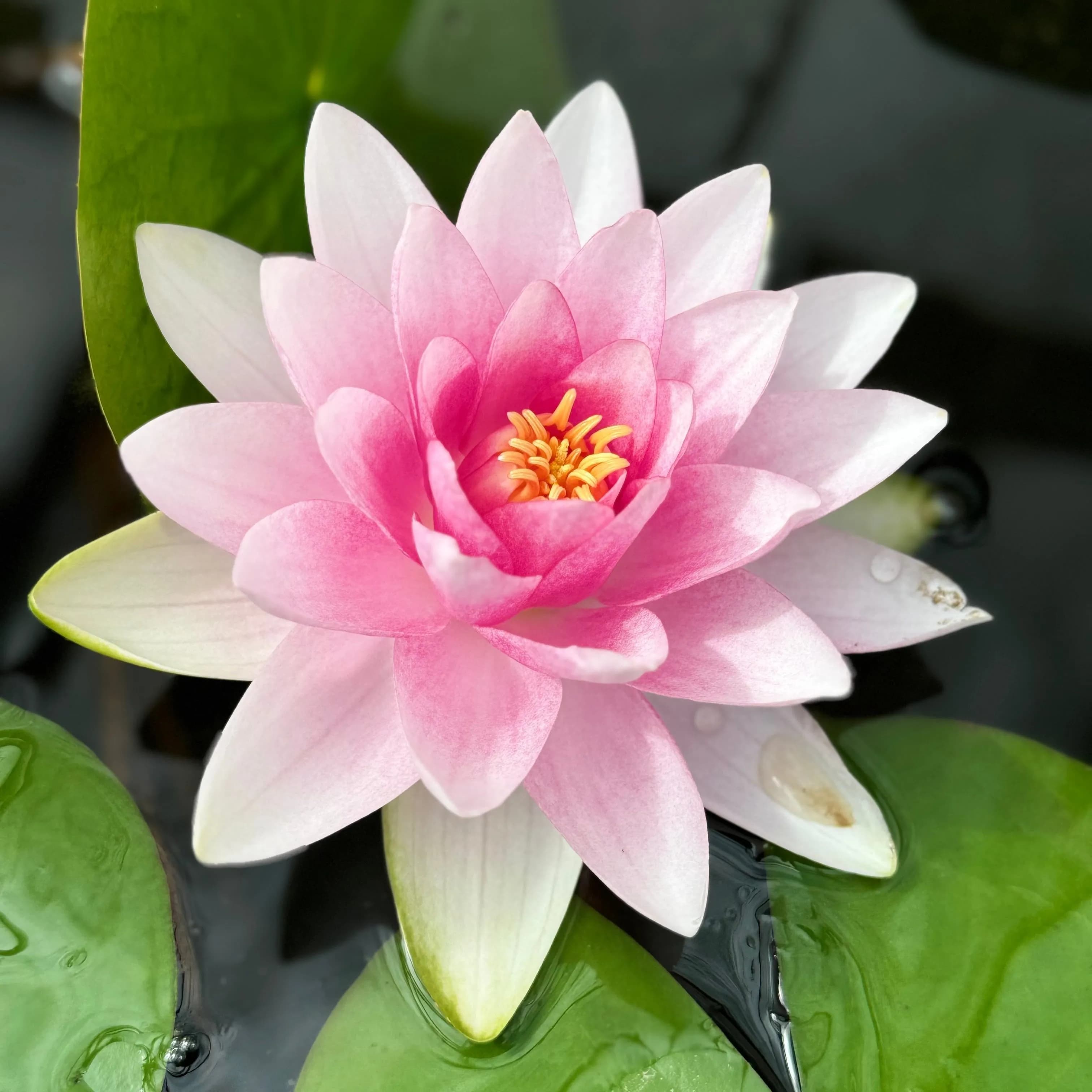 শপলা ফুলের বীজ (৫ পিস)