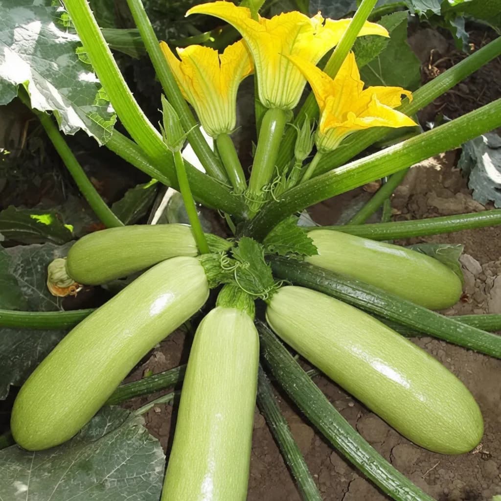 সবুজ স্কোয়াশের বীজ