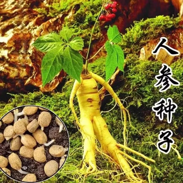 বিশ্ববিখ্যাত জিনসেং বীজ
