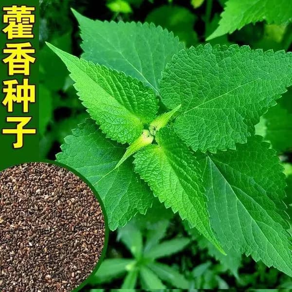 বিদেশি তুলসী জাতীয় ঔষধি গাছের বীজ