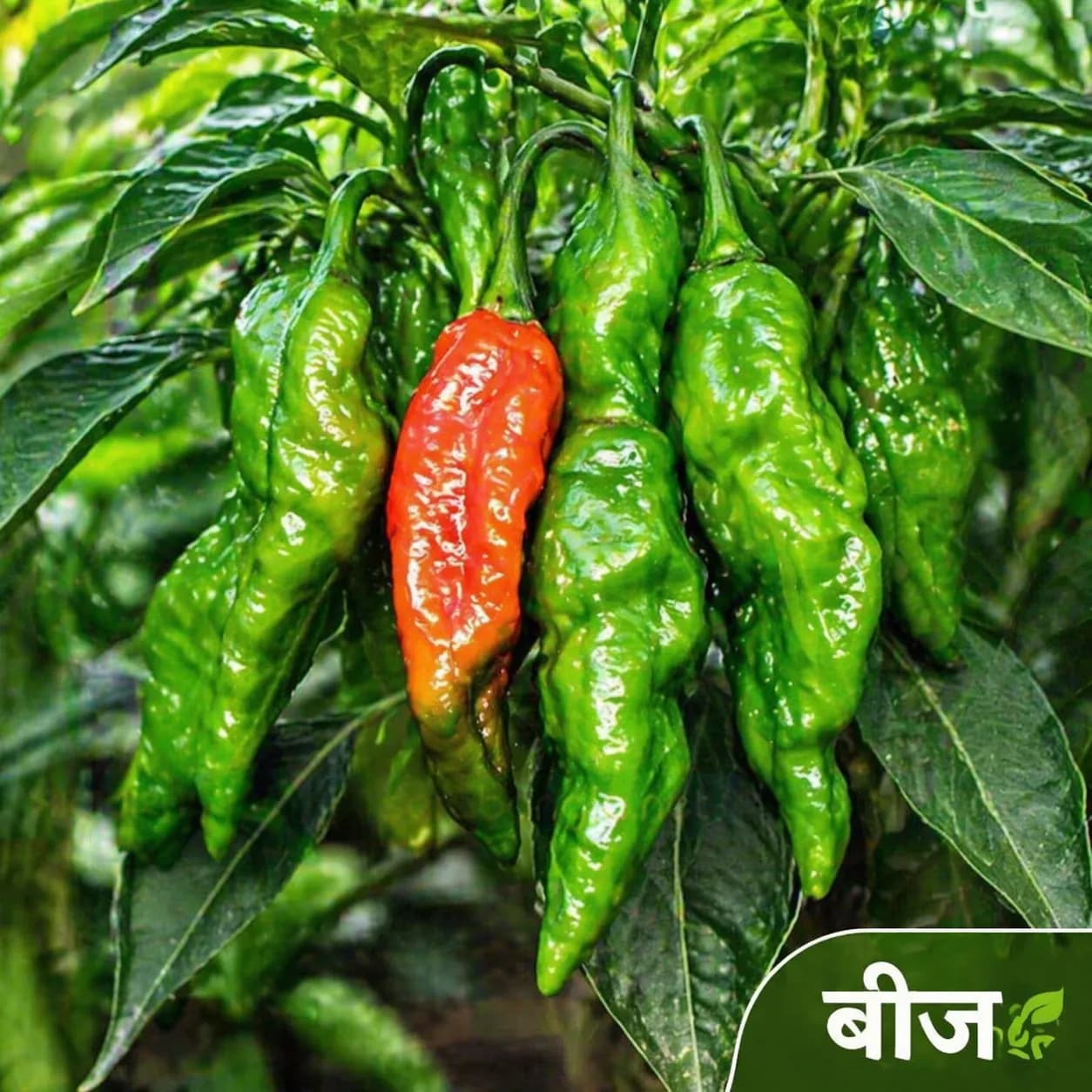 বোম্বাই মরিচের বীজ