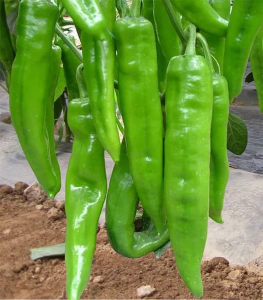 সবুজ লম্বা মরিচের বীজ