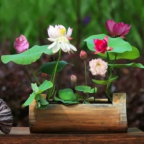 পদ্ম ফুলের বীজ thumb