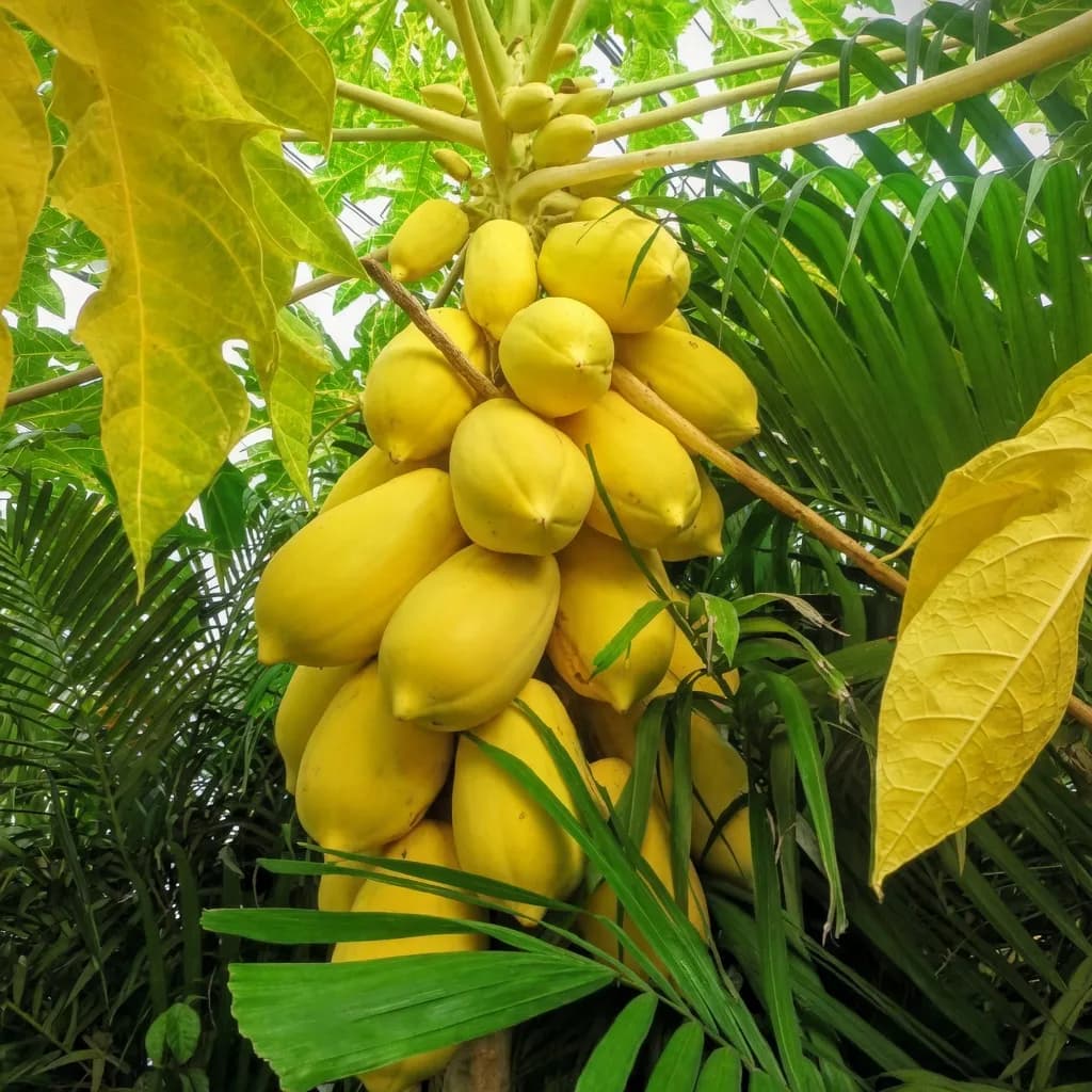হোয়েল ব্র্যান্ড পেঁপে বীজ