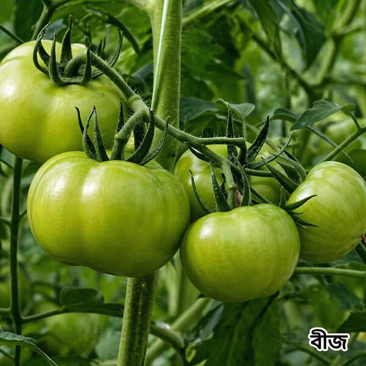সবুজ টমেটোর বীজ