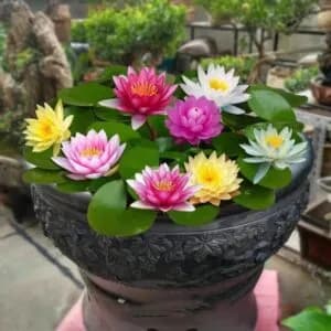 পদ্ম ফুলের বীজ