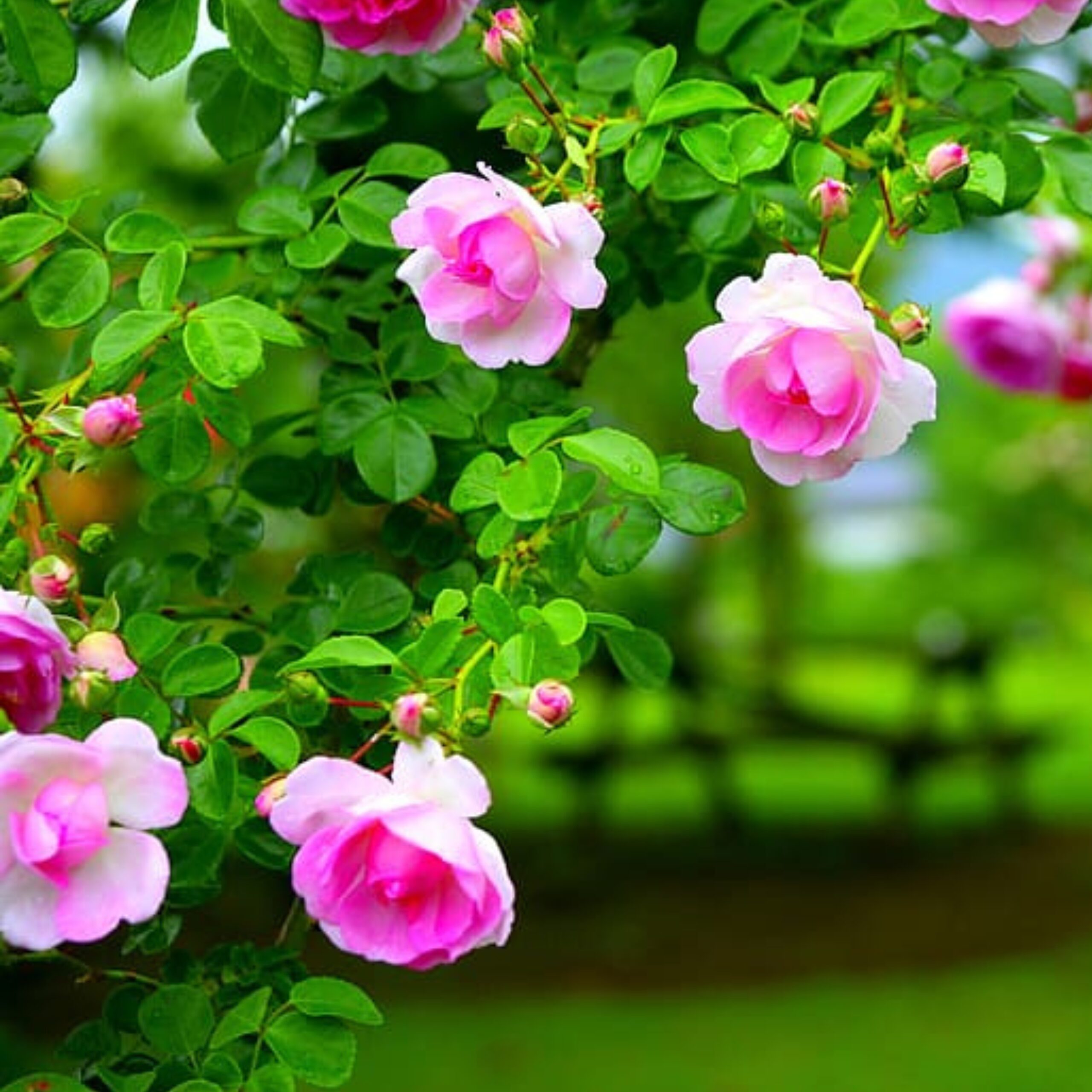 বারোমাসি ক্লাইম্বিং রোজ বীজ (১০০ পিস) - Image 4