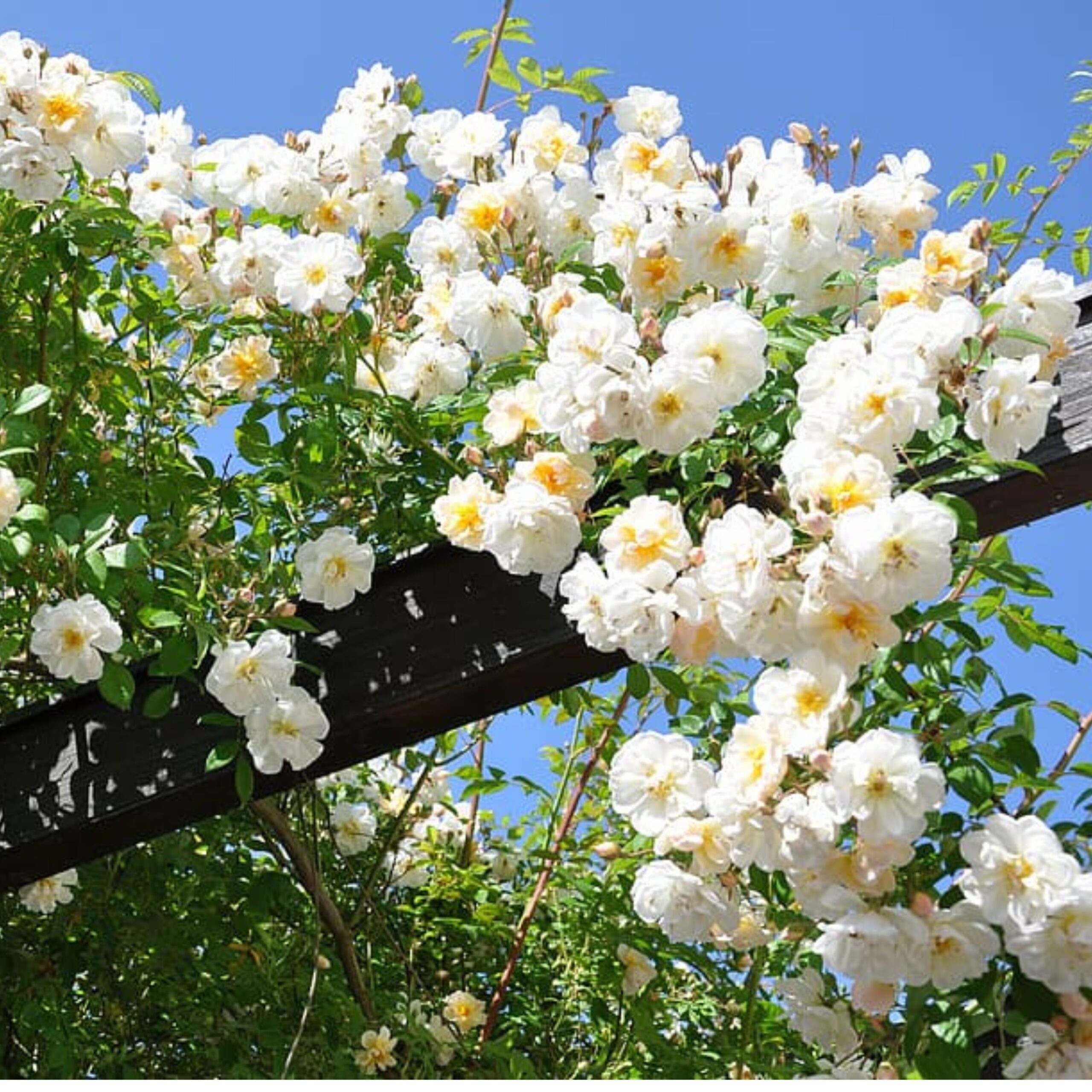 বারোমাসি ক্লাইম্বিং রোজ বীজ (১০০ পিস) - Image 2