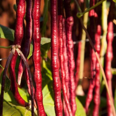 হাইব্রিড লাল বরবটির বীজ ( ৫০ পিস) - Image 2