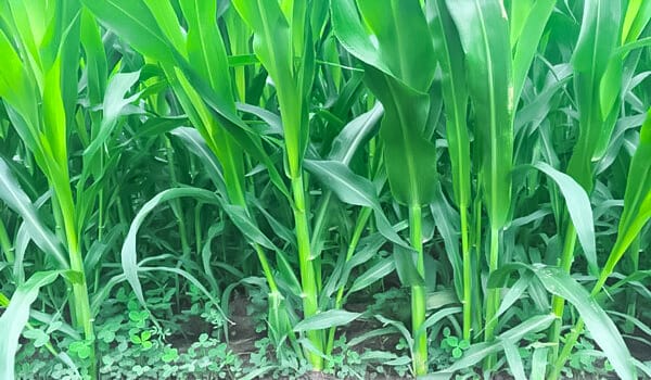 গুয়েতমালা ঘাসের বীজ (১ কেজি)