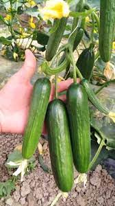 হাইব্রিড বারোমাসি এরাবিয়ান শসা বীজ (১৫ পিস) - ফ্রি - Image 2