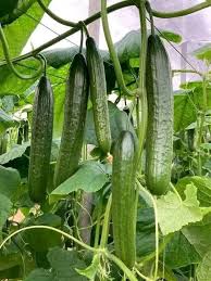 হাইব্রিড বারোমাসি এরাবিয়ান শসা বীজ (১৫ পিস) - ফ্রি - Image 3